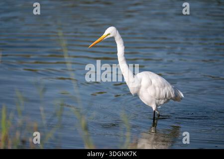Great Egret. Ardea alba Stockfoto