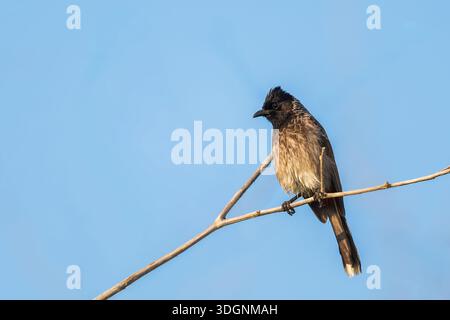 Bulbul mit roter Belüftung. Pycnonotus cafer, Stockfoto
