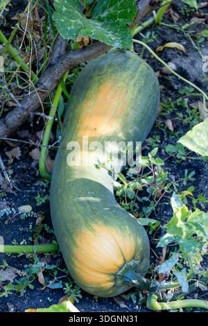 Kürbis wächst im Boden, kurz vor der Ernte Stockfoto
