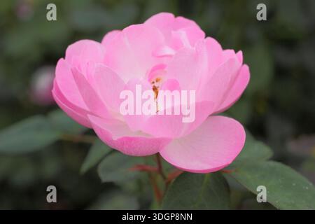 Rosa Skylark, eine englische Strauchrose mit halb doppelt duftenden rosa Blüten, gezüchtet von David Austin. Auch „Ausimple“ genannt Stockfoto