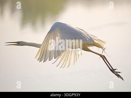 Weißer Reiher oder Reiher fliegen vom See ab Stockfoto