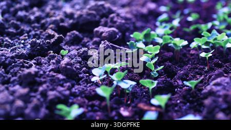 Junge Sprossen von Setzlingen im Gemüsegarten. Grün in einem Gewächshaus. Frische Kräuter im Frühling auf den Betten. Stockfoto