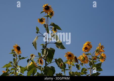 Sonnenblumen (Helianthus annuus) vor einem blauen Himmel auf einem Feld in Riral Kanagawa, Japan. Stockfoto