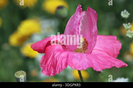 Die Tissue-Paper-ähnlichen Blütenblätter eines rosa Shirley Poppy (Papaver rhoeas). Ein Blütenblatt durchbogt die Mitte der Blüte. Wildblumengarten, England Stockfoto