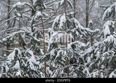 Weite Sicht auf satinierte Fichtenzweige in Wäldern, sanfter Schneefall, der sich auf überlagerten Gliedmaßen niederschlägt, entfernte Stämme, die im Nebel verschwimmen, eine ruhige Stimmung, die auf Einsamkeit hindeutet Stockfoto