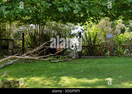 Ziege Steht Hinter Gefallenen Ästen Unter Bäumen Stockfoto