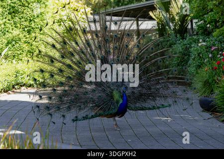 Lebendiger Pfau Mit Farbenfrohen Schwanzfedern Im Freien Stockfoto