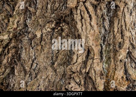 Nahaufnahme einer robusten Baumrinde mit natürlichen Mustern und verwitterter Holzoberfläche Stockfoto