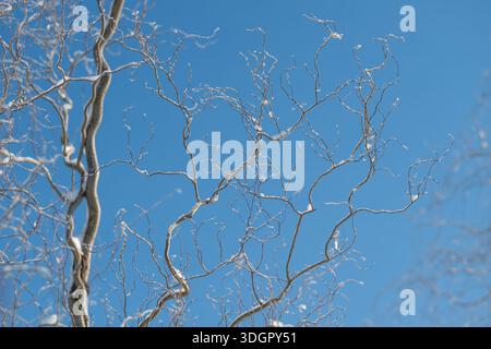 Sonnendurchflutete Zweige mit winzigen Knospen, klarer blauer Himmel, zarte Zweige, klares Licht, hoffnungsvolle Atmosphäre, minimale Komposition, Texturbetonung, Seasona Stockfoto