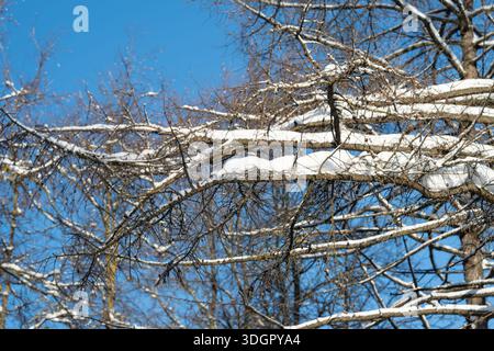 Schneebedeckte Äste vor blauem Himmel, dünne Zweige mit pudriger Ansammlung, helles Winterlicht, scharfer Kontrast, Silhouette des Parkdaches, saisonale Grösse Stockfoto