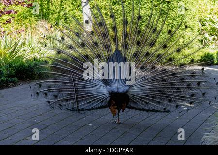 Pfauenschwanzfedern Mit Fächerfächer Gartenvogel Stockfoto