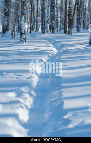 Schmale Schneepfade durch Birken, tiefer Kanal in frischem Pulver mit einer einzigen Linie von Fußabdrücken, kühlem blauem Licht und strukturierten Drifts, die auf Re hinweisen Stockfoto
