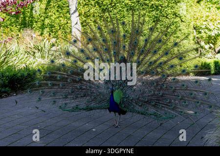 Lebendiger Pfau Mit Farbenfrohen Schwanzfedern Im Freien Stockfoto