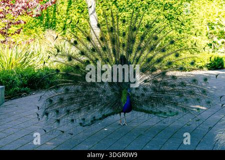 Lebendiger Pfau Mit Farbenfrohen Schwanzfedern Im Freien Stockfoto