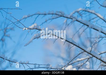 Der zarte Lagenfrost beleuchtet kleine Knospen auf feinem Zweig, die dezente Frostdecke zeigt winziges Pflanzenwachstum und zarte Textur mit friedlicher Fokussierung Stockfoto