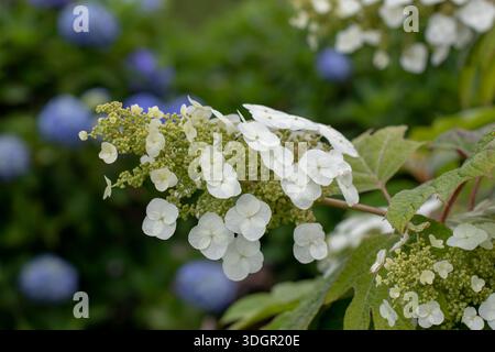 Nahaufnahme der weißen Hortensie quercifolia Blumenkranike vor einem sanft verschwommenen Hintergrund blauer Hortensie-Macrophylla-Blüten. Elegantes botanisches Design Stockfoto