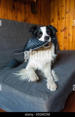 Frech verspielt Hund Grenze Collie nach Unfug beißen Slipper liegend auf Couch zu Hause. Schuldig Hund und zerstört Wohnzimmer. Schaden chaotisch Haus und Welpen mit lustig schuldig aussehen Stockfoto