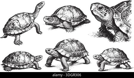 Handgezeichnete Schildkröte-Linie-Set Posen, detaillierte Skizzen im Vintage-Stil Stock Vektor