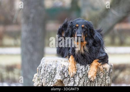 Ein ruhiger Haushund (Canis Lupus familiaris) Hovawart liegt auf einem Baumstumpf und beobachtet ruhig vor einem weichen Hintergrund. Stockfoto