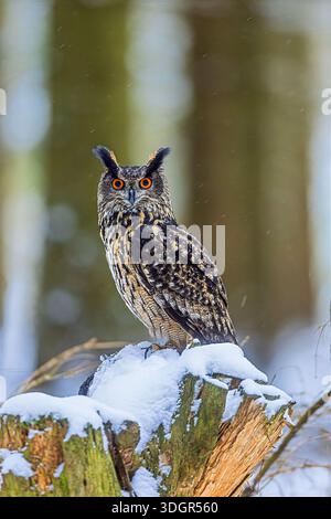 Eine eurasische Uhu (Bubo bubo) starrt von einem schneebedeckten Stumpf in einem Winterwald, mit schneebedecktem Schnee und verschwommenen Stämmen dahinter. Stockfoto