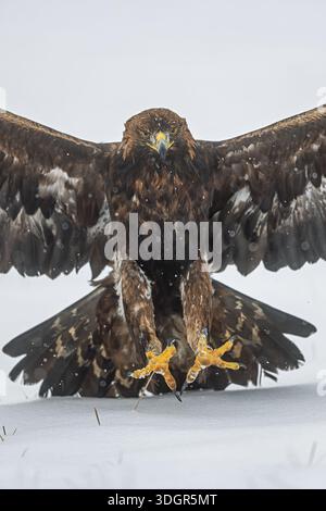 Ein Goldener Adler (Aquila chrysaetos) landet auf Schnee mit weit ausgebreiteten Krallen für den Touchdown. Stockfoto