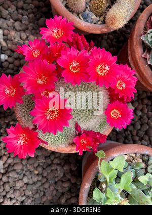 Blick von oben auf einen blühenden Kaktus mit leuchtend rosa Blüten in einem Terrakotta-Topf, umgeben von anderen Sukkulenten im Topf. Stockfoto