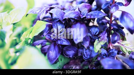 Junge Sprossen von Setzlingen im Gemüsegarten. Grün in einem Gewächshaus. Frische Kräuter im Frühling auf den Betten. Stockfoto