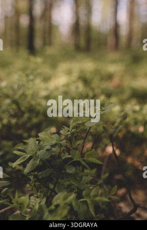 Ruhiger Kiefernwald mit hohen, geraden Bäumen und üppig grünem Unterholz in weichem natürlichem Licht. Friedliche Waldlandschaft Stockfoto
