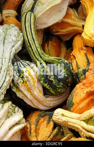 Gemischte Kürbisse Stockfoto