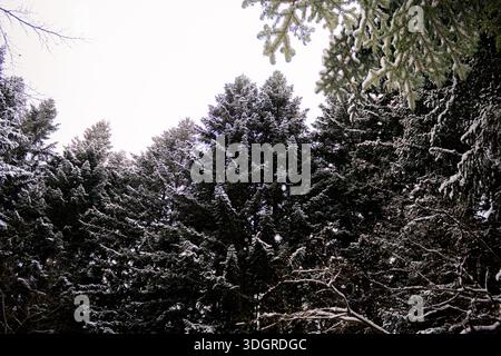 Immergrüne Bäume, die tagsüber im Winter mit Schnee bedeckt sind. Die Landschaft mit immergrünen Fichten ist mit Schnee bedeckt Stockfoto