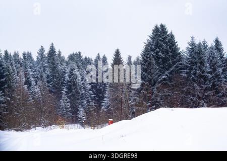 Winterblauer Wald und schneebedeckte Landschaft Eine ruhige Winteratmosphäre in der Natur. Die Landschaft eines verschneiten Pfades führt in dichten blauen Wald Stockfoto