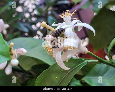 Honigbiene sammelt Nektar von einer weißen Blüte im Garten Stockfoto