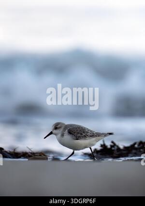 Ein einziger Sanderling (Calidris alba), der am Gezeitenrand in Northumberland ernährt Stockfoto