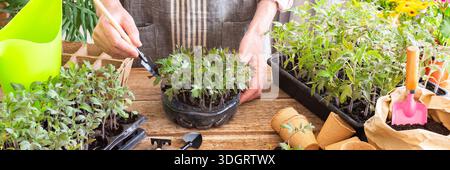 Ein Mann pflanzt junge Tomaten- und Paprikensetzlinge in Öko-Töpfe um, pflanzt Setzlinge aus Plastikbehältern in Torftöpfe, Prepa Stockfoto