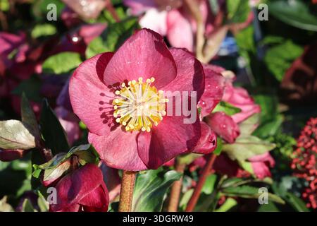 Einzelne Nahaufnahme von intensivem, tiefrotem Hellebore. Helleborus x iburgensis HGC Ice N' Roses Bennotta Stockfoto