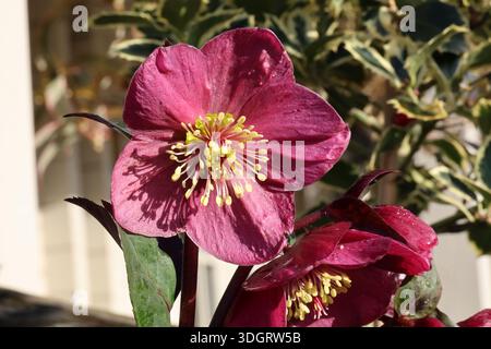 EinzelNahaufnahme einer dunkelroten, violetten Weihnachtsrose. Helleborus x glandorfensis HGC Ice N' Roses Amarela Stockfoto