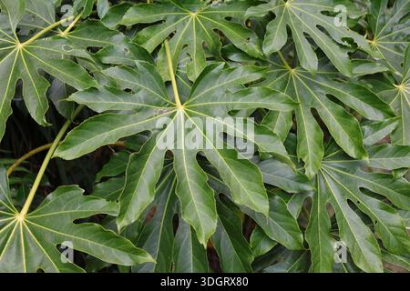 Voller Rahmen aus großen, glänzenden, ledrigen japanischen aralia-Blättern mit einem Hauptblatt in der Mitte. Fatsia japonica Stockfoto