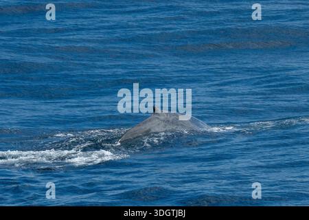 Blauwal (Balaenoptera musculus), Südgeorgien. Stockfoto