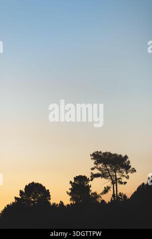 Ein minimalistisches Bild von einigen Bäumen kurz vor Sonnenaufgang, Minimalismus, Kopierraum, Matteffekt, pastellfarbene negativer Raum, vertikal Stockfoto