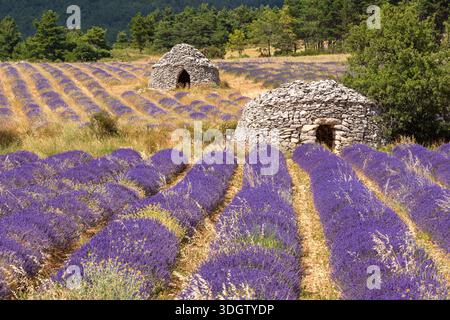 Lavendelfelder im Sommer mit traditionellen Trockensteinborys in der Nähe von Ferrassieres auf dem Albion-Plateau innerhalb der Baronnies Provencales, Drome, Frankreich Stockfoto