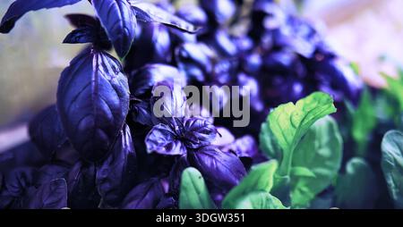 Junge Sprossen von Setzlingen im Gemüsegarten. Grün in einem Gewächshaus. Frische Kräuter im Frühling auf den Betten. Stockfoto