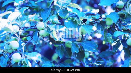 Junge Sprossen von Setzlingen im Gemüsegarten. Grün in einem Gewächshaus. Frische Kräuter im Frühling auf den Betten. Stockfoto