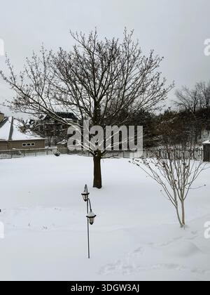 Ein Ahornbaum in einem großen Wohnhof sammelt während eines Schneesturms während eines Winterblizzards Schnee an. Stockfoto