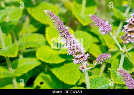 Apfelduftminze (Mentha rotundifolia), Nahaufnahme mit Fokus auf einen einzelnen Stachel blassrosa Blüten aus vielen von der wilden Pflanze produzierten Pflanzen. Stockfoto