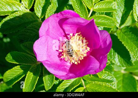 Wildrose oder Japanische Rose (rosa rugosa), Nahaufnahme einer einzelnen offenen Blume des Strauchs mit einer schwallfliege in der Mitte. Stockfoto