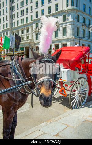 New York, NY - 7. Juni 2014: Vor dem Plaza Hotel steht eine traditionelle Pferdekutsche mit rotem Baldachin und pinkfarbenen Federn Stockfoto