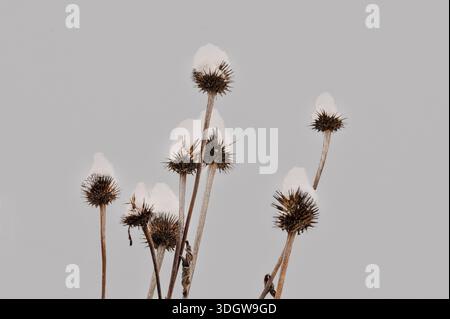 Echinacea sticht im Winter mit Schnee auf den Kopf vor grauem Himmel Stockfoto