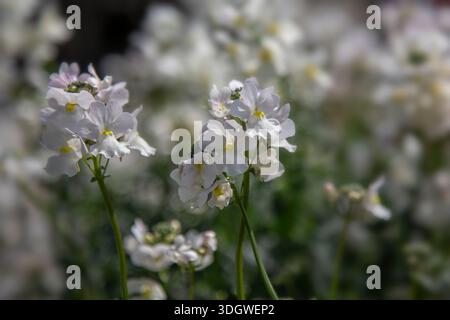 Nahaufnahme der Blumen von Nemesia 'Wisley Vanilla' in einem Garten Stockfoto