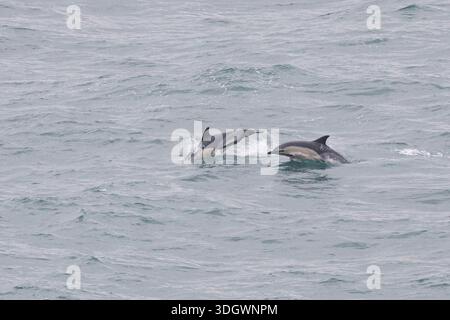 Delfinsprung Stockfoto