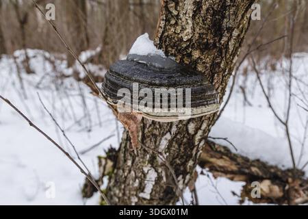 Klappenpilz, der auf einer Birke im Nationalpark Kampinos in der Nähe von Warschau, Masowien in Polen wächst Stockfoto